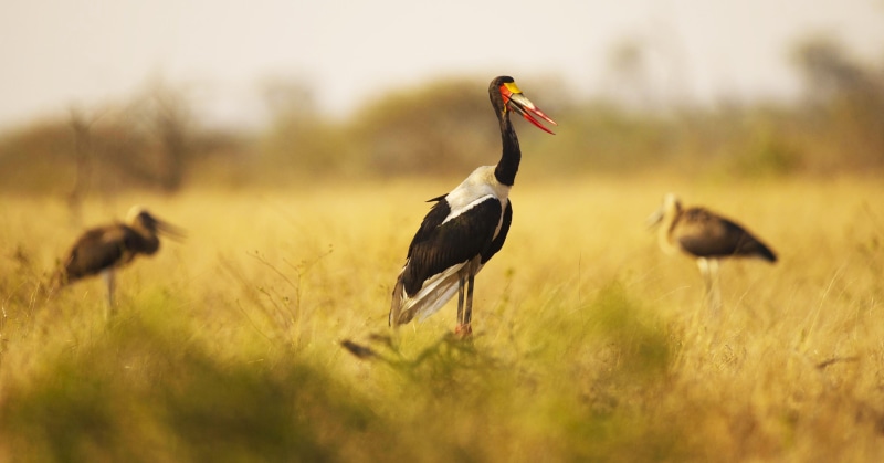 environment, blurred background, field, wild, group of animals, nature, marsh, animal themes, land, bird, animals in the wild, animal, wildlife, feathers