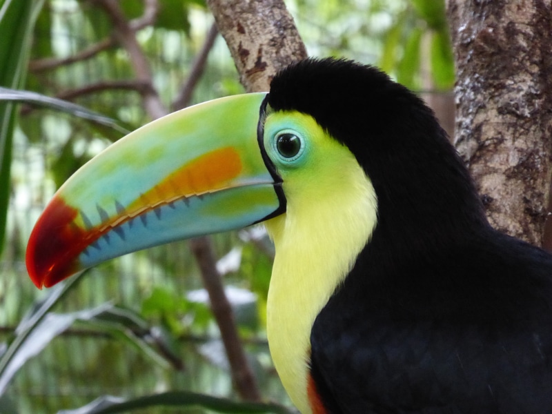 tropical rainforest, central america, toucan, rainforest, no people, profile view, animal body part, one animal, colorful, focus on foreground, black, day