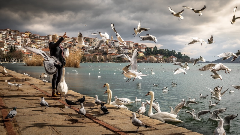 outdoors, black, waterfowl, sea, ocean, 5K, goose, avian, flock of birds, seashore, jacket, spread wings, near, duck, animal themes, animals, beach, flying