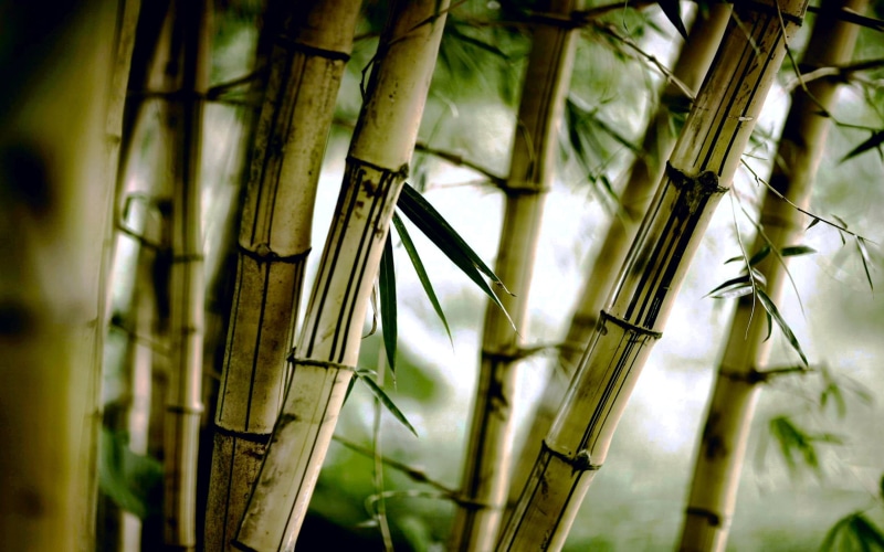 palm tree, growth, bamboo, pattern, tranquility, bamboo grove, beauty in nature, focus on foreground, outdoors, no people, day, brown, bamboo - plant, leaf