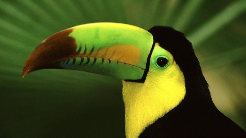 amazon Rainforest, animal eye, feather, green Color, vibrant color, eye, focus on foreground, vertebrate, toucan, color, parrot, wildlife, animal wildlife