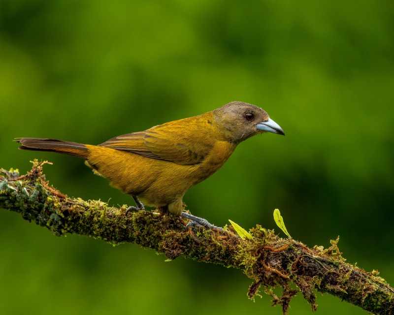 animal, brown, close-up, bird, Female, Passerinis Tanager, close, Lens, tanager, brown bird, beak, photo, perching, close up, wildlife, Nature, animals In The Wild