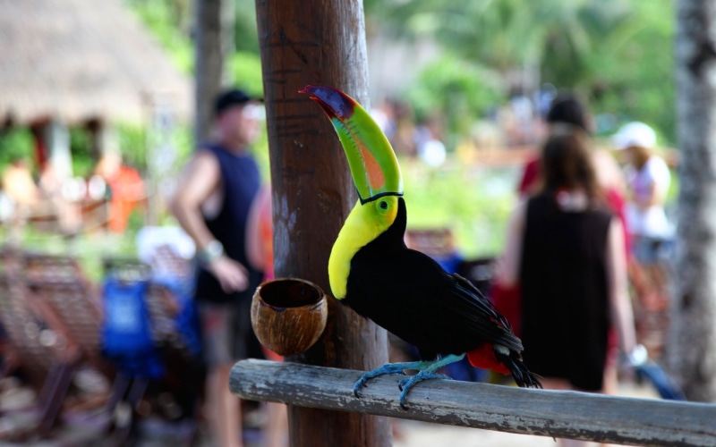 group of people, group of animals, thailand, 2K, tourism, tree, asia, day, tropical Rainforest, railing, incidental people, animals in the wild, wildlife