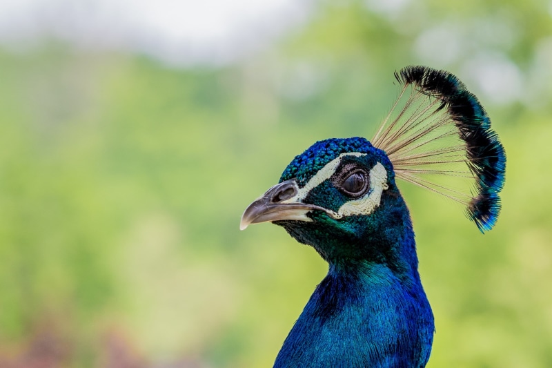 animal, feather, male Animal, bird, focus, multi Colored, blue, photo, green Color, nature, peacock, wildlife, 1080P, beak, nice