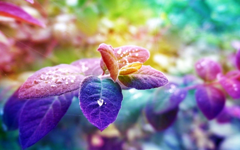 summer, growth, no People, leaf, vulnerability, nature, close-up, purity, pink Color, autumn, purple, focus on foreground, day, season, plant, plant part