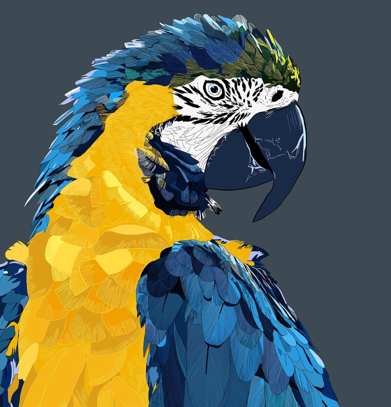 pets, art, macaw, illustration, parrot, multi Colored, colors, bird, black background, nature, cute, 2K, animal, beak, one animal, animals In The Wild