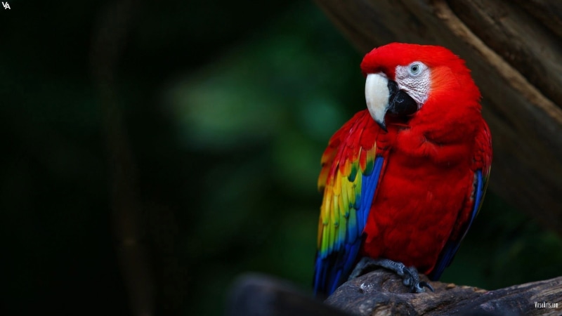 perching, no people, Scarlet macaw, branch, parrot, red, nature, one animal, animal themes, focus on foreground, macaw, animal wildlife, vertebrate, animal