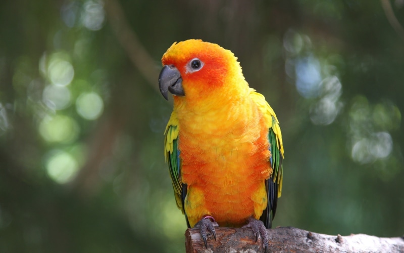 Parrot, Macaw, Feathers, 1080P, Yellow, Bird