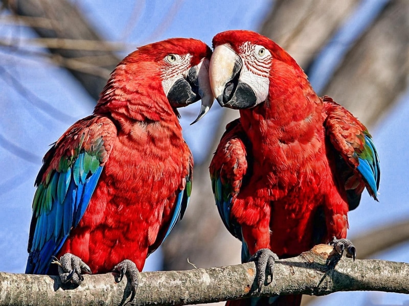 nature, parrot, birds, 1080P, macaws