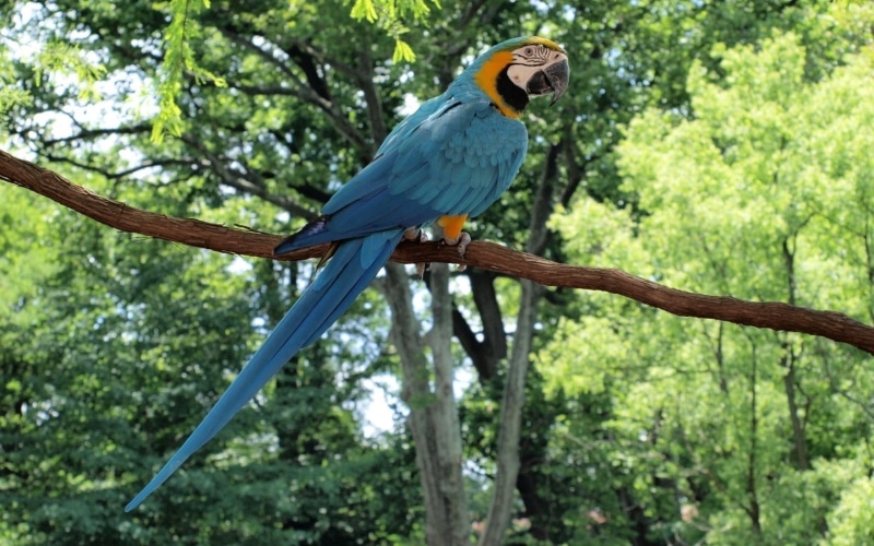 tropical Rainforest, zoo, 720P, beauty In Nature, day, beak, low angle view, wildlife, yellow, bird, red, parrot, pets, animal, animal wildlife, focus on foreground