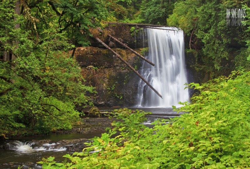 photo, beauty In Nature, waterfall, nature, forest, Landscape  Photography, Foliage, Upper, Images, Wilderness  Forest, river, Silver  Falls  State  Park