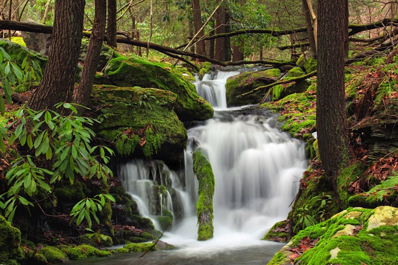 Monroe County, winter, Poconos, thailand, trees, nature, tree, green forest, ravine, Jackson Township, beauty In Nature, water, lapse, scenics, 5K, Pennsylvania