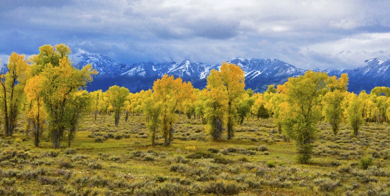 forest, green leaves, autumn, National Park, tree, scenics, nature, time, landscape, Teton, day, mountain, Finest, photography, Images, 5K, Wyoming, yellow