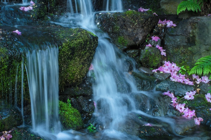 Waterfall, nature, forest, pink, plant, waterfalls, Petals, landscape, Crystal Springs, freshness, flowers, river, crystal, water, beauty In Nature, springs