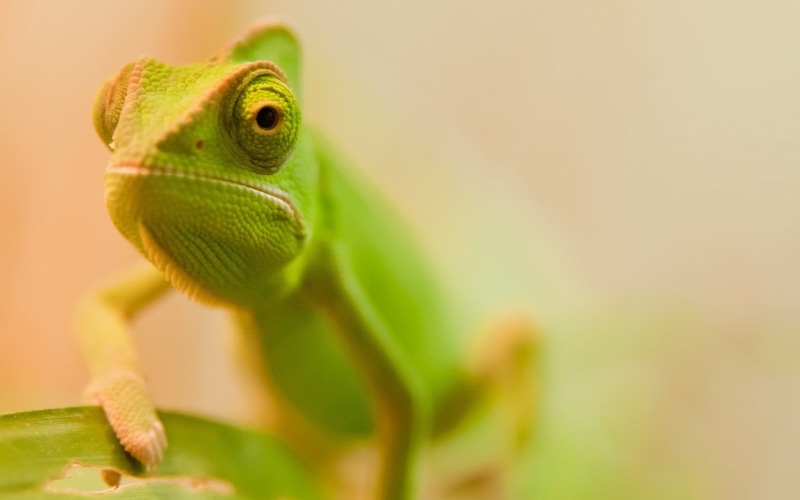 animal, camouflage, nature, reptiles, gecko, portrait, animal head, reptile, green Color, outdoors, vertebrate, animals, one Animal, animals And Pets, close-up