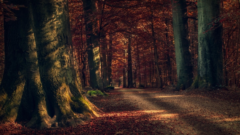 4K, fall, leaves, path, sunlight, tree, nature, woodland, autumn, forest