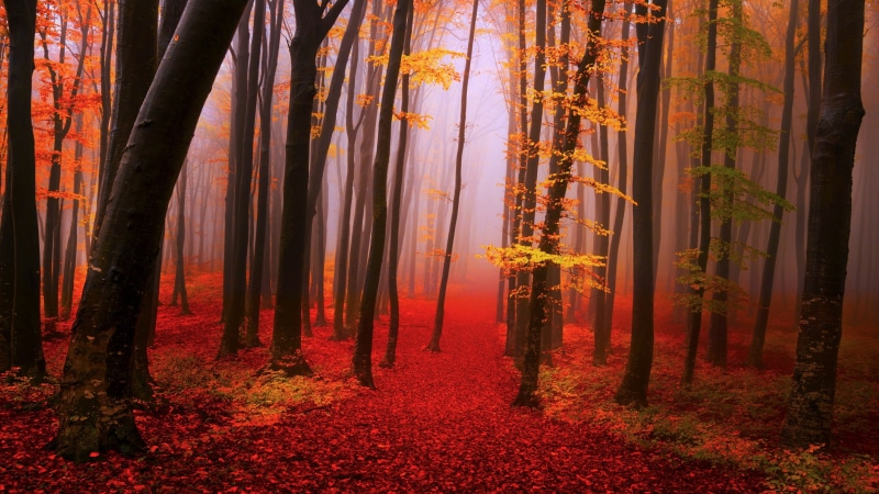 woodland, mist, autumn, forest, woods, deciduous, trunk, 4K, nature, path, tree