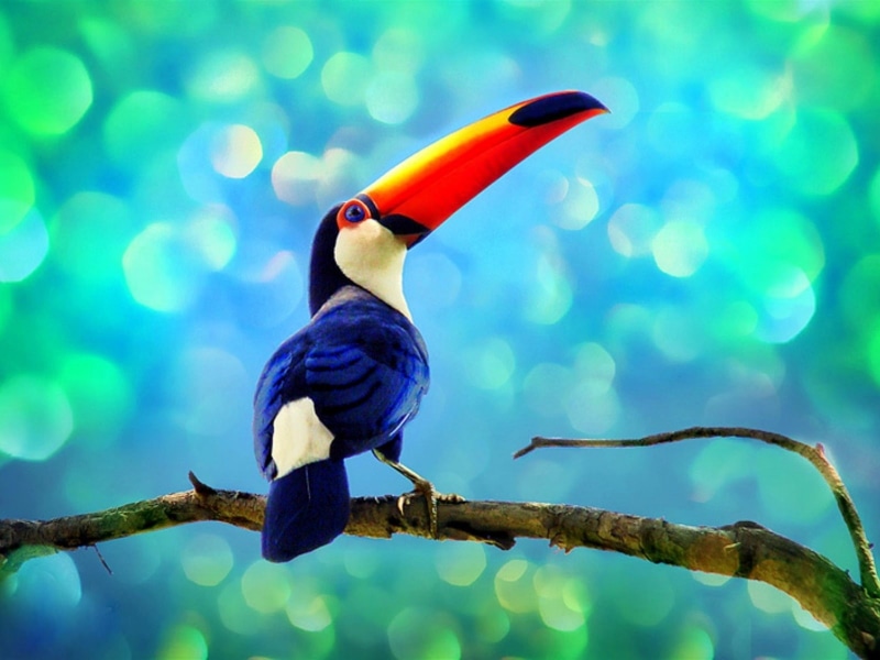 blue, Toucan, 720P, Rainforest
