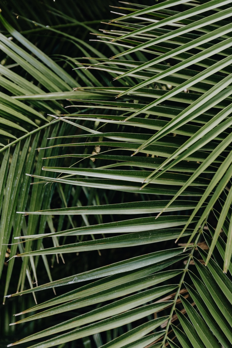 palm, full frame, tropical, beauty in nature, background, green, exotic, jungle, floral, day, green color, plant, nature, summer, growth, outdoors