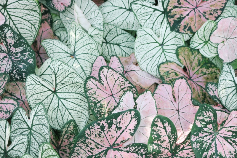 outdoors, textured, retro, leaf, shape, detail, pastel, tree, full frame, coniferous tree, low angle view, forest, photo, day, beauty in nature, design