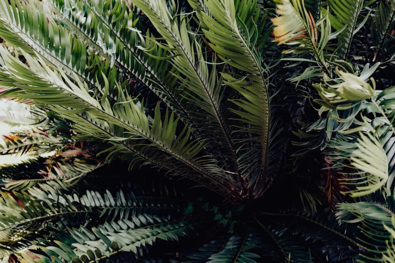 food and drink, beauty in nature, green, palm leaf, high angle view, leaf, tropical, green color, day, outdoors, tranquility, no people, jungle