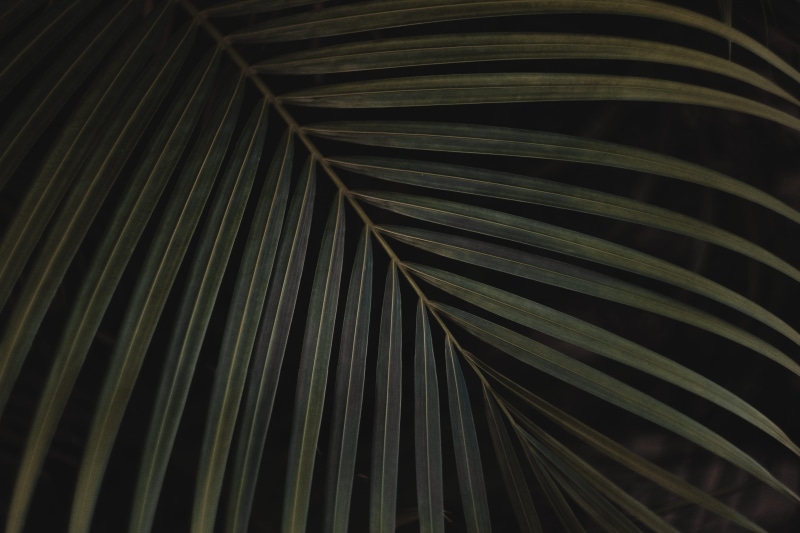 leaves, pattern, linear, palm tree, frond, plant, shadow, no people, beauty in nature, nature, natural pattern, closeup, growth, tropical climate, black