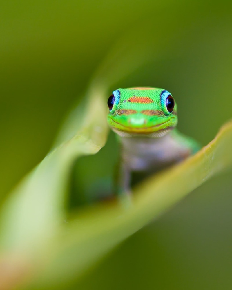 720P, leaf, on top, close up photography, close, animal, photography, top, wildlife, Look, Crawl, green Color, Gekko, amphibian, green, frog, Curious