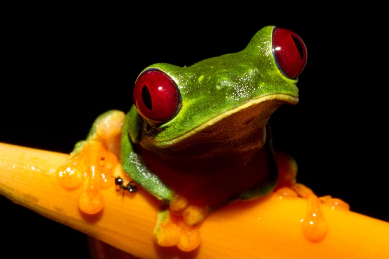 agalychnis, black Color, Panama, close-up, green Color, eye, amphibian, red, animal, binomial, 5K, nature, macro, red-eye tree frog, Agalychnis callidryas