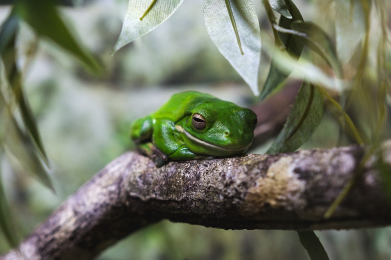 animals, selective focus, tree, nature, rainforest, leaf, animal, frogs, vertebrate, tropical Rainforest, outdoors, animal wildlife, reptile, wildlife