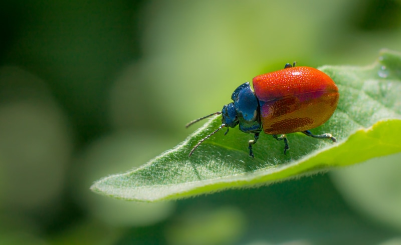 close-up, beetle, beatle, red, macro, shallow, ladybug, shallow focus, A77, red and blue, leaf, animals, focus, 1080P, green leaf, escarabajo, nature