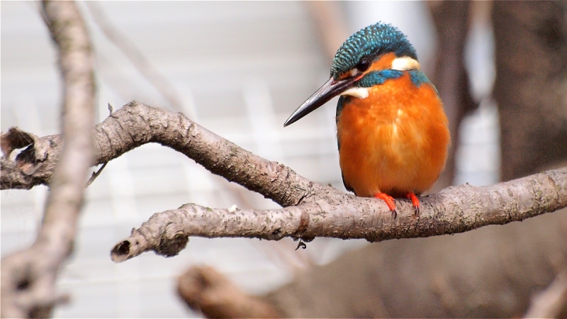 wood, nature, orange wood, 70mm, cherry  tree, kingfisher, wildlife, tree  branch, orange, bird, tree, 2K, Japan, beak, branch, photography, tree branch