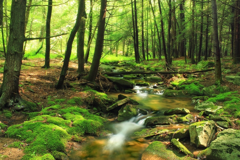 creek, summer, coniferous, Ott, understory, near, Wilds, water, Bark, Fork, scenics, 5K, undergrowth, Tiadaghton State Forest, vegetation, hiking, Cabin
