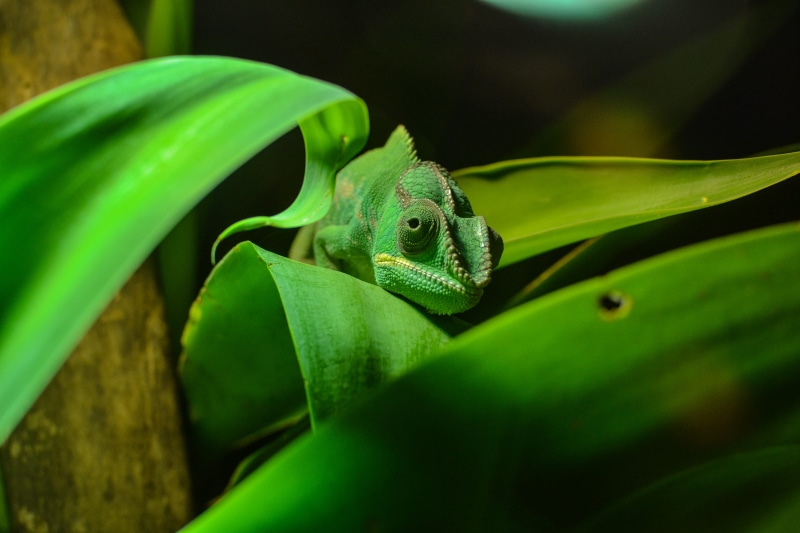 focus, close-up, green Color, snake, green, leaf, reptile, animals in the wild, lizard, animal, animal wildlife, 4K, tree, day, tropical Climate, vertebrate