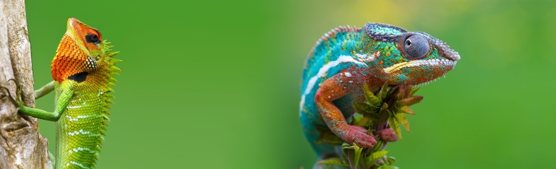 two, animal, hd, photoshoped by nature, nature, animal themes, Lizard, green, no people, animal head, plant, 4K, blue, close-up, Reptiles and Frogs, Colorful