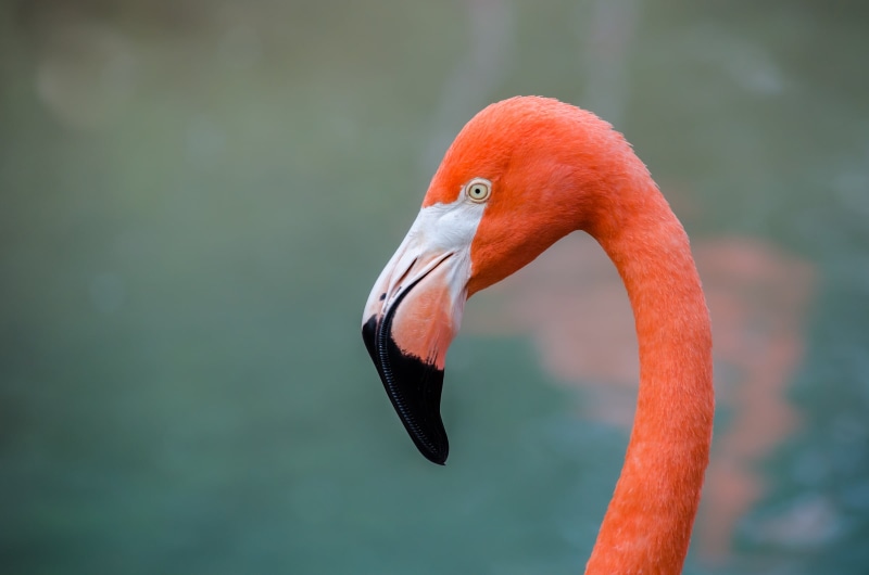 closeup, beak, nature, 1080P, wildlife, photography, animal, Flamingo, closeup photography, feather, bird, animals In The Wild, red