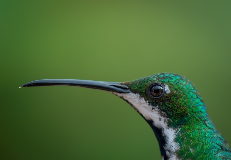 animal, multi Colored, close-up, green, long, photography, wildlife photography, biologia, 105mm, green bird, close up, boyaca, wildlife, bird, 2K, colibri