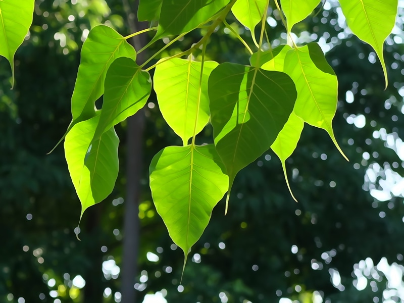 green Color, outdoors, selective focus, fragility, buddhism, backgrounds, forest, tree, nature, light, closeup, beauty in nature, day, green, growth, tranquility