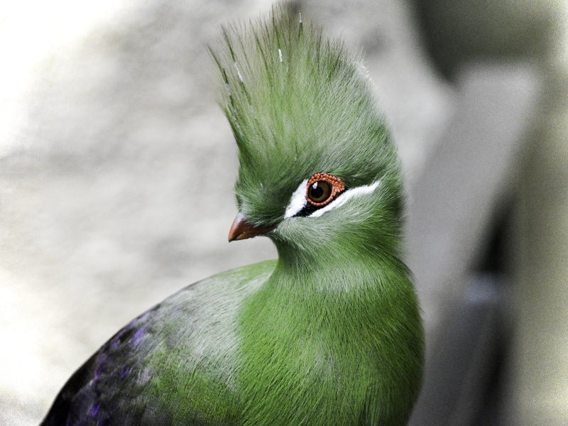 photography, 4K, guinea  turaco, closeup photography, turaco, Guinea Turaco, green, bird, feather, beak, multi Colored, closeup, wildlife, green bird