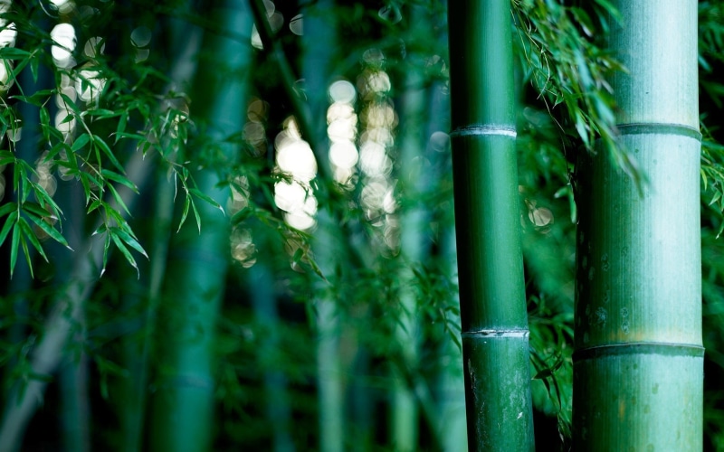 bamboo, forest, nature, bokeh, green, 1080P, bamboo forest