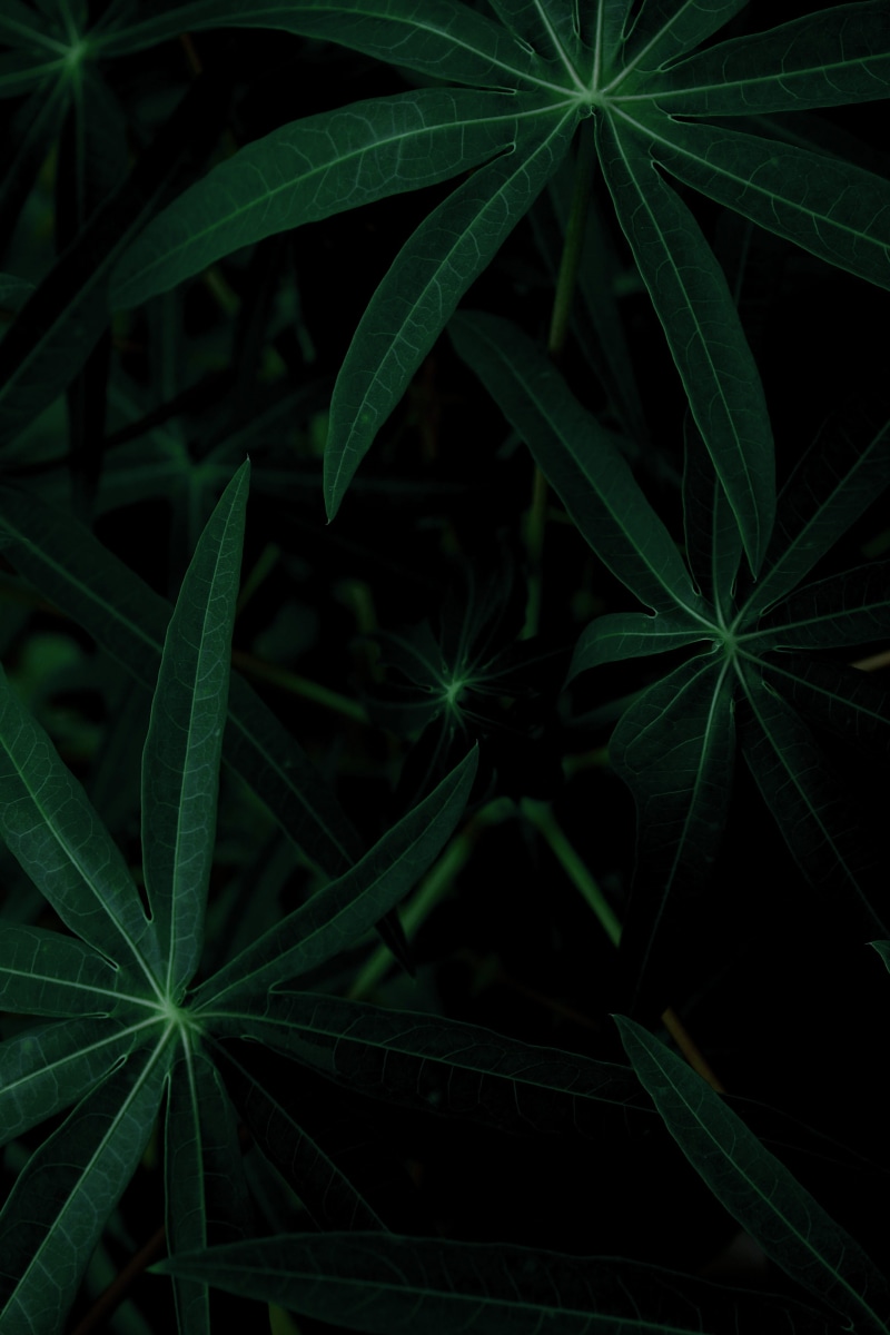 dark, dew, marijuana - herbal cannabis, green, selective focus, outdoors, flower, cassava plan, freshness, plant