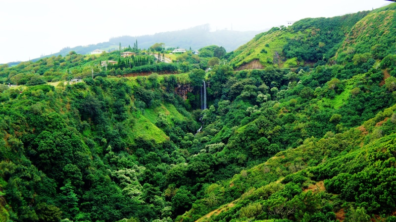 grass, 4K, green, brown, tropics, environment, day, mountain, growth, forest, rainforest, nature, lush foliage, green color, Hawaii, foliage, outdoors