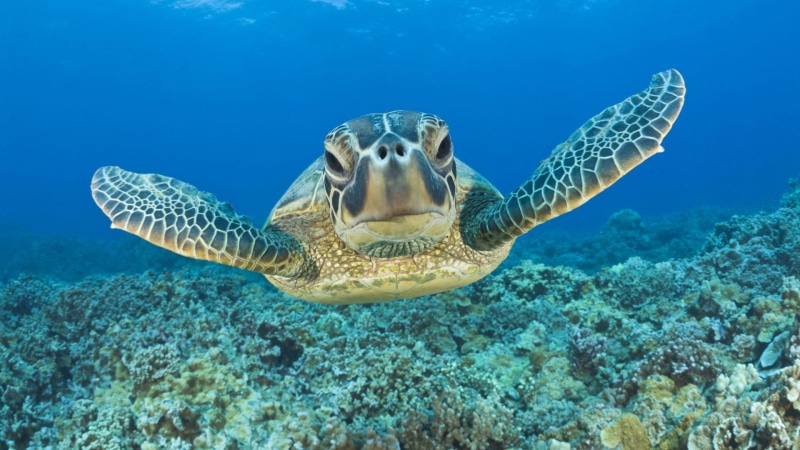 hawaii, maui, 1080P, animals, green turtle, green, ocean, turtle