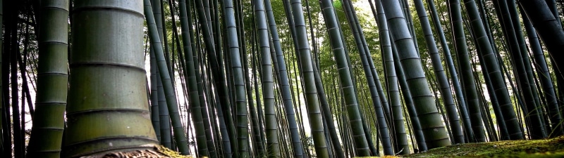 forest, art, nature, bamboo, x, 4K, hd, multiscreen, forests