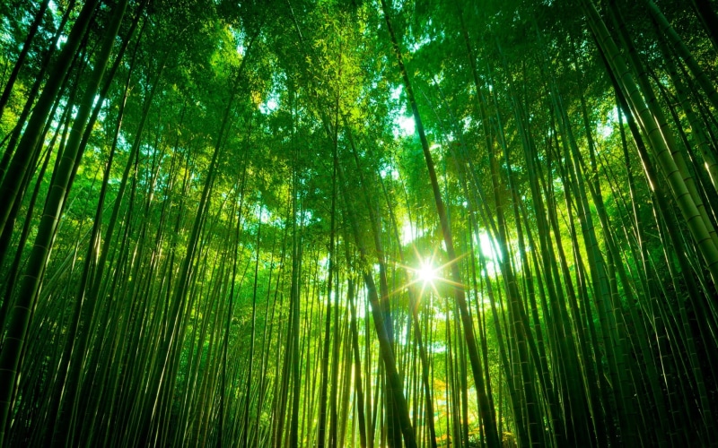 Nature, 1080P, Bamboo, Forest, Green, Landscape