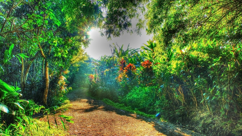 day, foliage, outdoors, beauty in nature, scenics - nature, trail, land, waterfall, tranquil scene, tree, isle of Maui, tranquility, the way forward, tropical forest