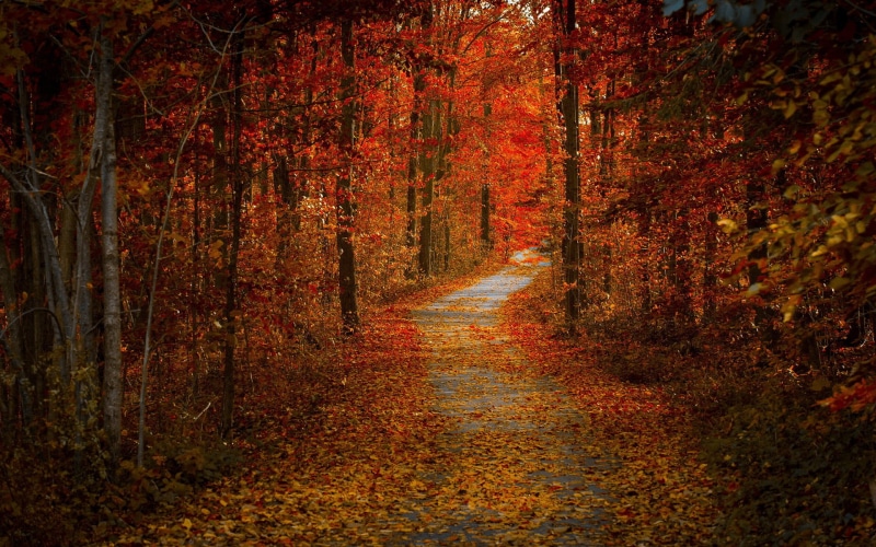 autumn collection, beauty in nature, growth, autumn, orange color, footpath, plant, change, tranquility, direction, road, fall, no people, leaves, the way forward