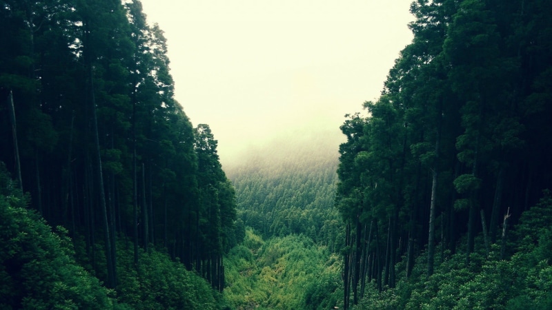 forest, rainforest, land, forest clearing, growth, environment, woodland, coniferous tree, tranquility, nature, tranquil scene, scenics - nature, sky, non-urban scene
