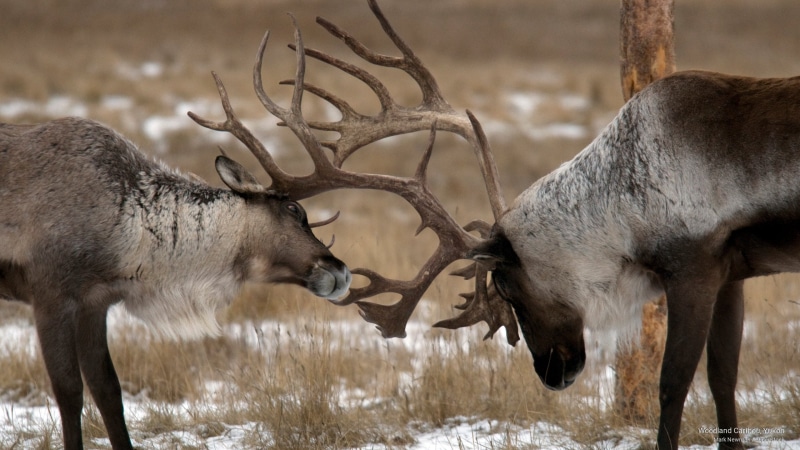 yukon, caribou, Animals, woodland, 2K
