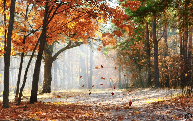 beauty in nature, woodland, autumn, scenics - nature, orange color, growth, plant, trees, nature, no people, tranquility, tree trunk, 2K, fall, leaves
