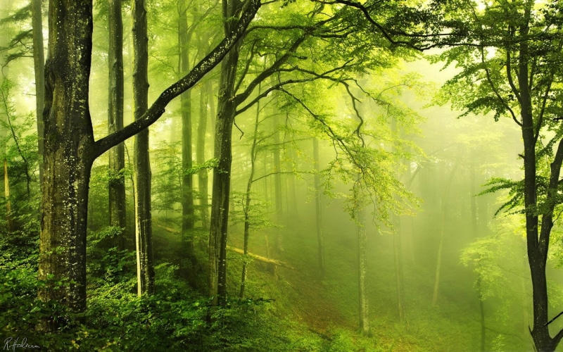 trunk, no people, non-urban scene, land, scenics - nature, green, tree trunk, green color, beautiful, tree, hazy, plant, streaming, beauty in nature, 1080P